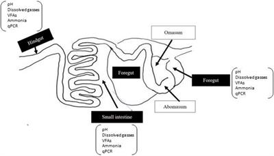 Diet Supplementation With Sulfur Amino Acids Modulated Fermentation Metabolome and Gut Microbiome in Goats